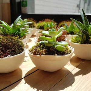 Atelier Marie-Hélène Robillard | Petit bol Mousse en porcelaine avec petite plante pour Rêves d'enfants
