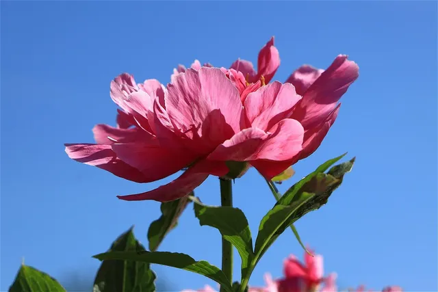 Assiette repas Pivoine | Peony dinner plate